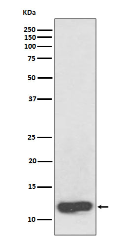 Serum Amyloid A (1K10) Rabbit Monoclonal Antibody
