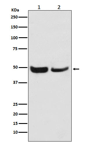 SKP2 (13N4) Rabbit Monoclonal Antibody