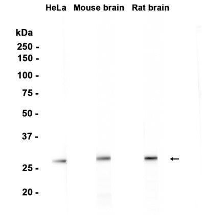 SNAP29 (10N2) Rabbit Monoclonal Antibody