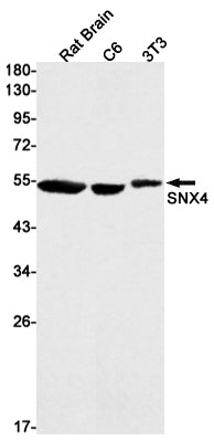 SNX4 (3D11) Rabbit Monoclonal Antibody