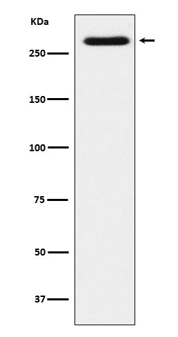 SorLA (9J6) Rabbit Monoclonal Antibody