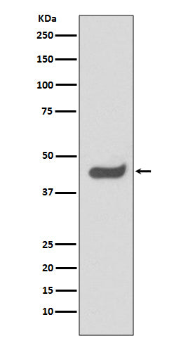 SOX1 (8H16) Rabbit Monoclonal Antibody