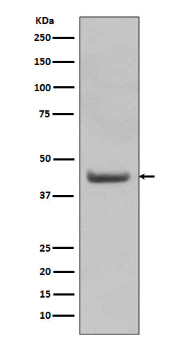 SOX18 (7L17) Rabbit Monoclonal Antibody