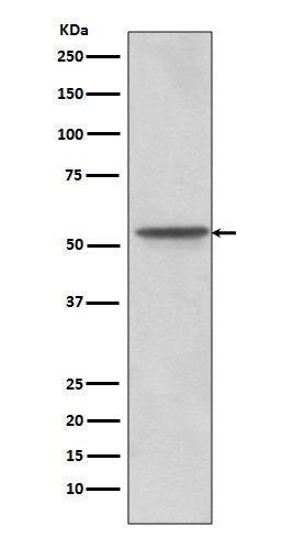 Src (12F19) Rabbit Monoclonal Antibody