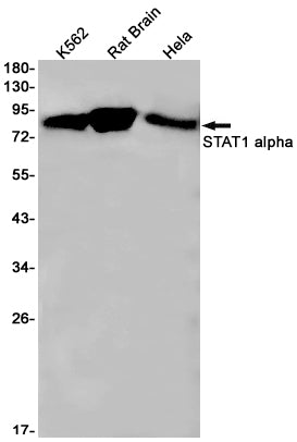 STAT1 alpha (9I6) Rabbit Monoclonal Antibody
