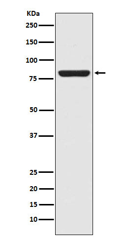 STAT5a (1Y19) Rabbit Monoclonal Antibody