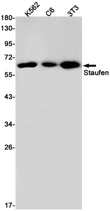 Staufen (11R2) Rabbit Monoclonal Antibody