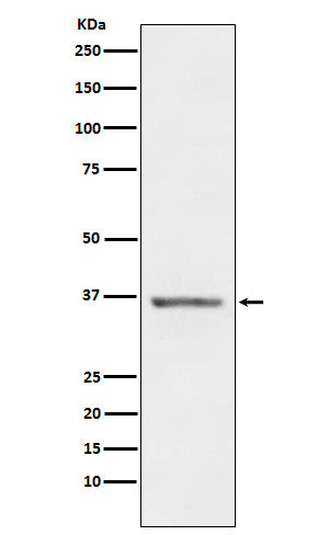 STC1 (4H6) Rabbit Monoclonal Antibody