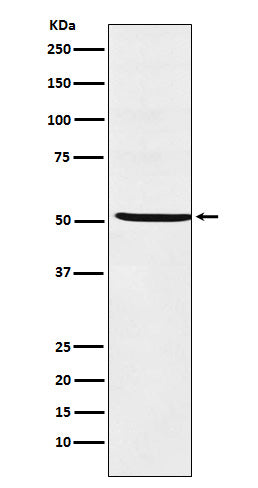 STF1 (1F8) Rabbit Monoclonal Antibody