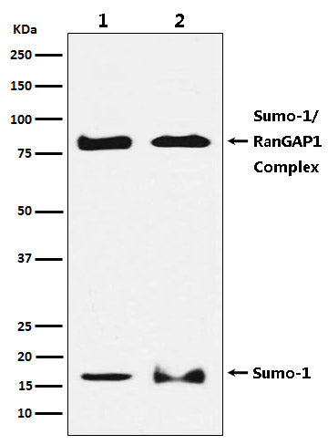 Sumo 1 (13R11) Rabbit Monoclonal Antibody