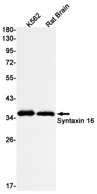 Syntaxin 16 (10E13) Rabbit Monoclonal Antibody