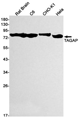 TAGAP (17V10) Rabbit Monoclonal Antibody
