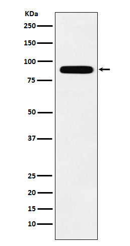 Tbx3 (13T6) Rabbit Monoclonal Antibody