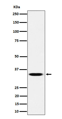 TCEA1 (7M5) Rabbit Monoclonal Antibody