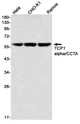 TCP1 alpha (7M19) Rabbit Monoclonal Antibody