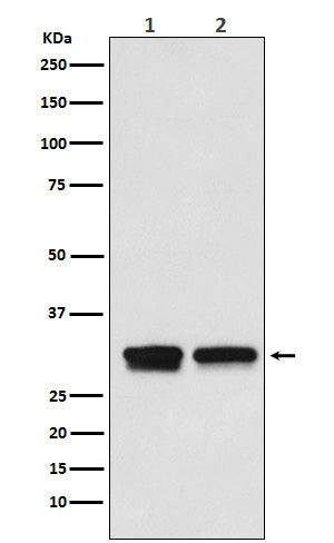 TF2B (18H9) Rabbit Monoclonal Antibody