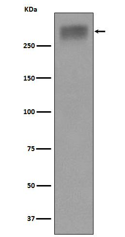 Thyroglobulin (17M7) Rabbit Monoclonal Antibody
