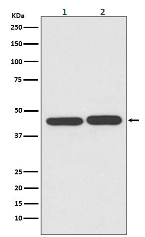 TIA1 (2C12) Rabbit Monoclonal Antibody