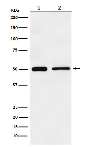 TIM1 (19P10) Rabbit Monoclonal Antibody