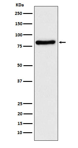 TLE1 (19X14) Rabbit Monoclonal Antibody