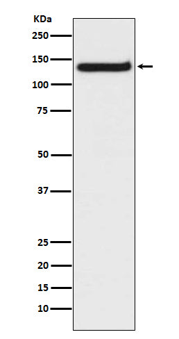 TLR9 (4E13) Rabbit Monoclonal Antibody