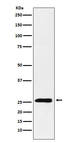 TNFSF9 (13Z2) Rabbit Monoclonal Antibody