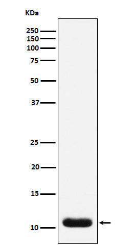 Trefoil Factor 3 (11U9) Rabbit Monoclonal Antibody