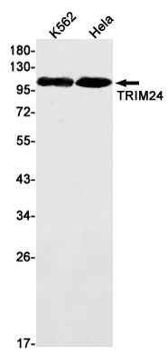 TRIM24 (18R11) Rabbit Monoclonal Antibody