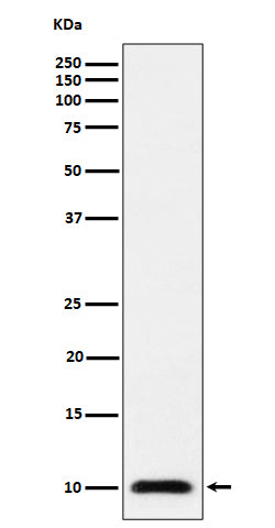 UBA52 (9P19) Rabbit Monoclonal Antibody