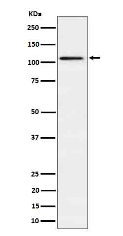 Ube1L / UBA7 (12C8) Rabbit Monoclonal Antibody