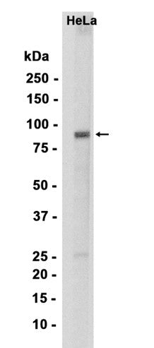 UBF1 (13A11) Rabbit Monoclonal Antibody