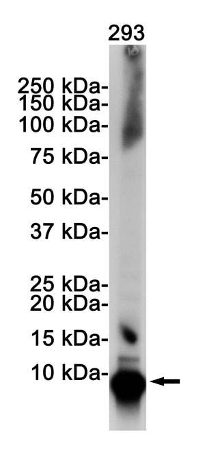 Ubiquitin (10Y8) Rabbit Monoclonal Antibody