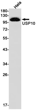 USP10 (19L1) Rabbit Monoclonal Antibody