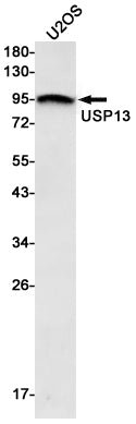 USP13 (3L8) Rabbit Monoclonal Antibody