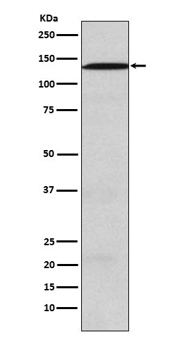 USP28 (3Y16) Rabbit Monoclonal Antibody