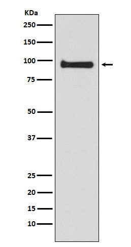 VAV3 (6C5) Rabbit Monoclonal Antibody