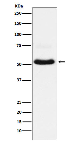VGLUT1 (15S18) Rabbit Monoclonal Antibody