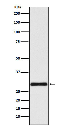 VPS24 (7A9) Rabbit Monoclonal Antibody