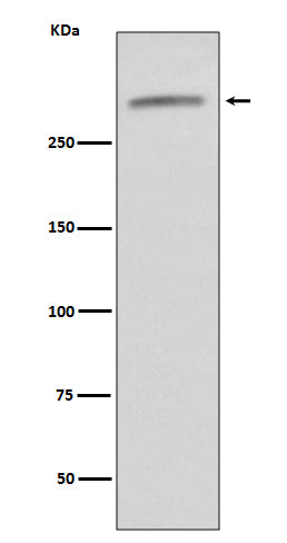 VWF (9L15) Rabbit Monoclonal Antibody