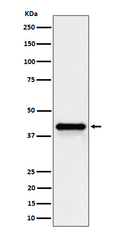 Wnt16 (16S11) Rabbit Monoclonal Antibody