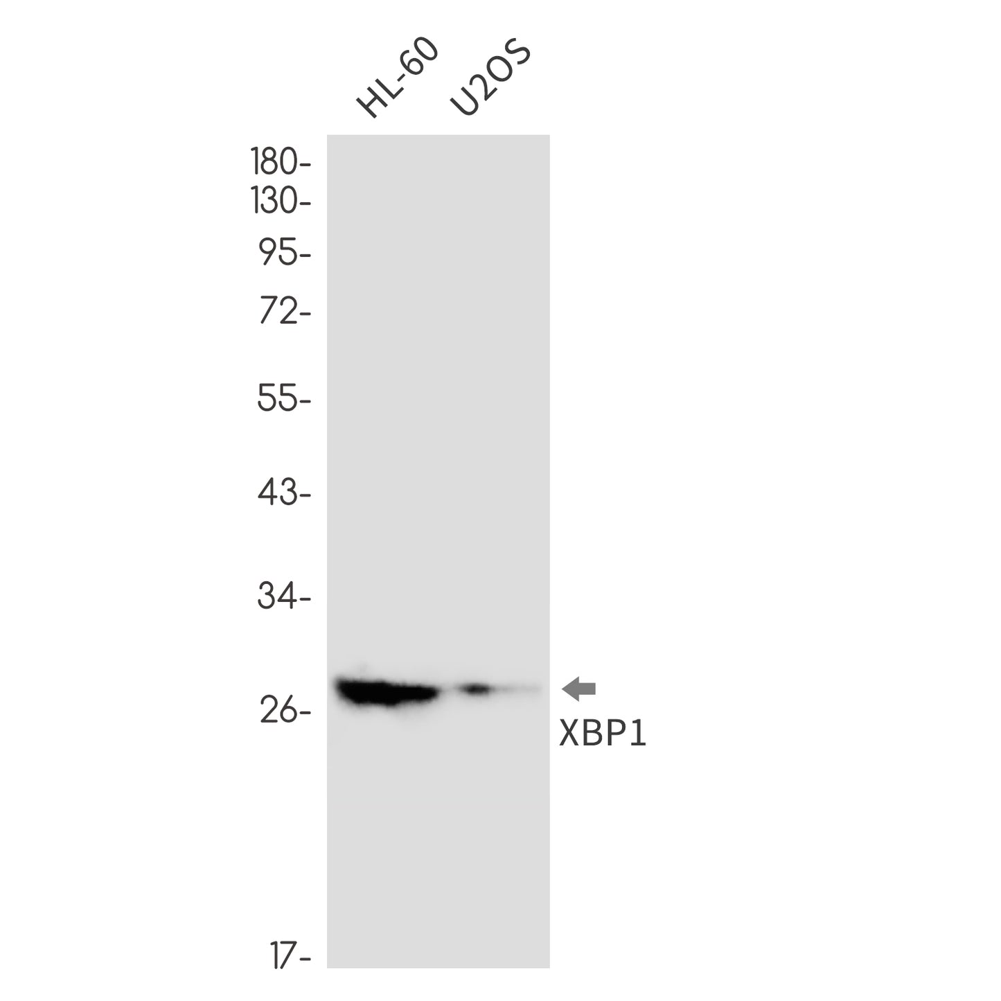 XBP1 (17E17) Rabbit Monoclonal Antibody