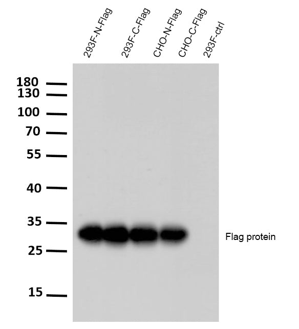 Flag-tag (M11) Rabbit Monoclonal Antibody