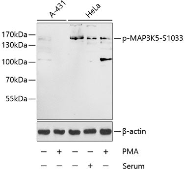 Phospho-MAP3K5-S1033 Rabbit pAb