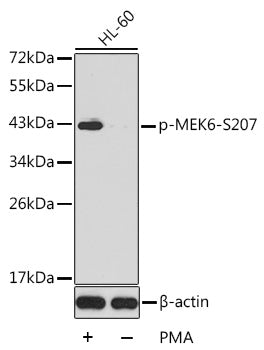 Phospho-MEK6-S207 Rabbit pAb