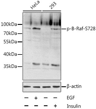 Phospho-B-Raf-S728 Rabbit pAb