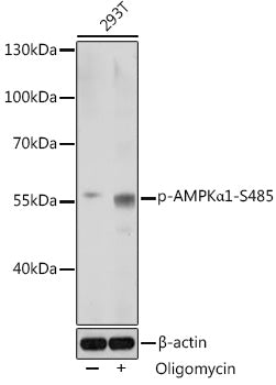 Phospho-AMPKα1-S485 Rabbit pAb