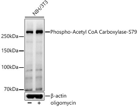 Phospho-Acetyl CoA Carboxylase-S79 Rabbit pAb