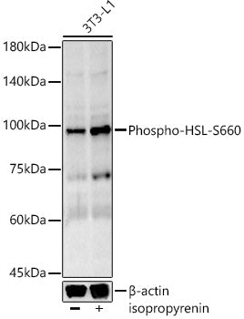 Phospho-HSL-S660 Rabbit mAb