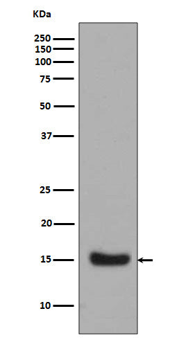 Midkine Rabbit Polyclonal Antibody