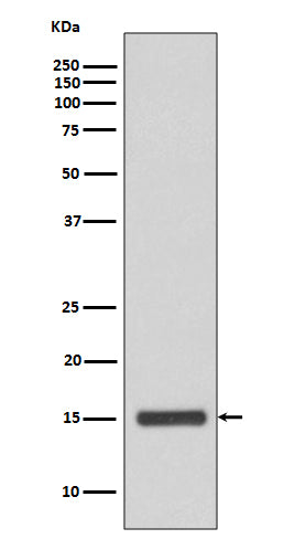 Cytochrome C Rabbit Polyclonal Antibody